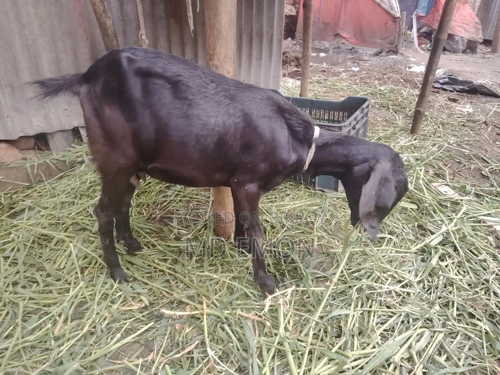 High-Quality Goat for Sale