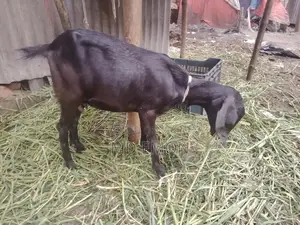 High-Quality Goat for Sale