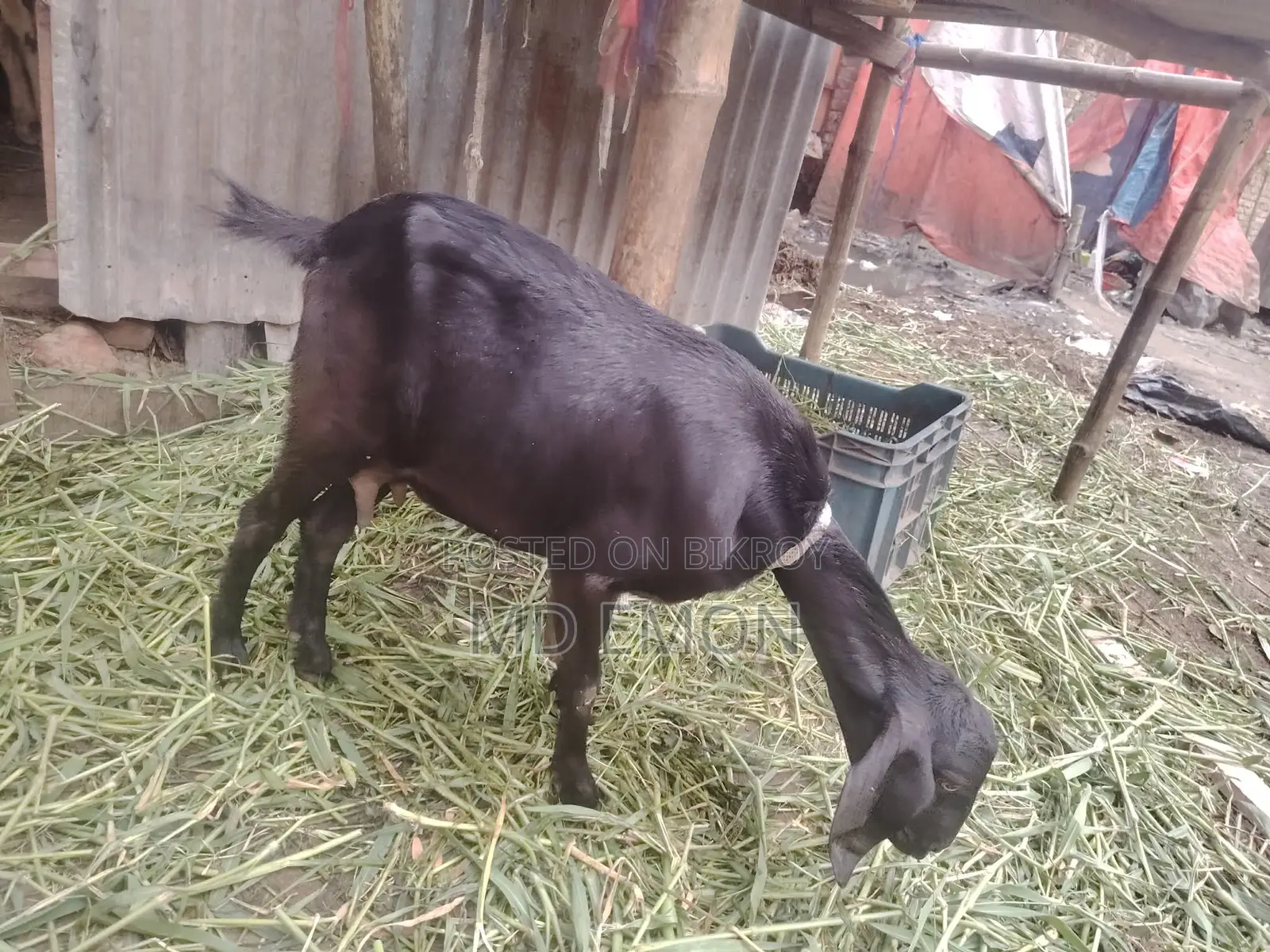 High-Quality Goat for Sale