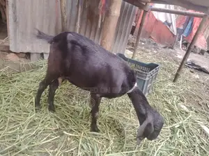 High-Quality Goat for Sale