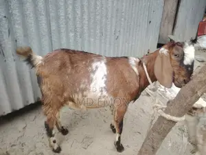 High-Quality Goat for Sale
