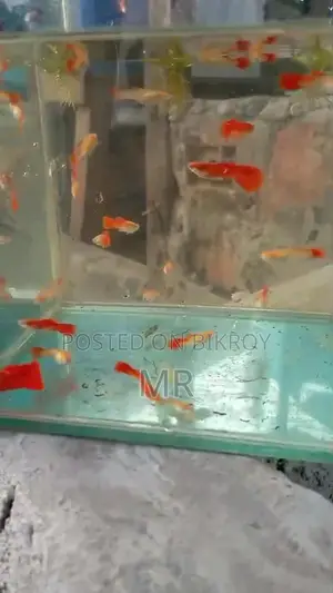 Red Mosko Guppy