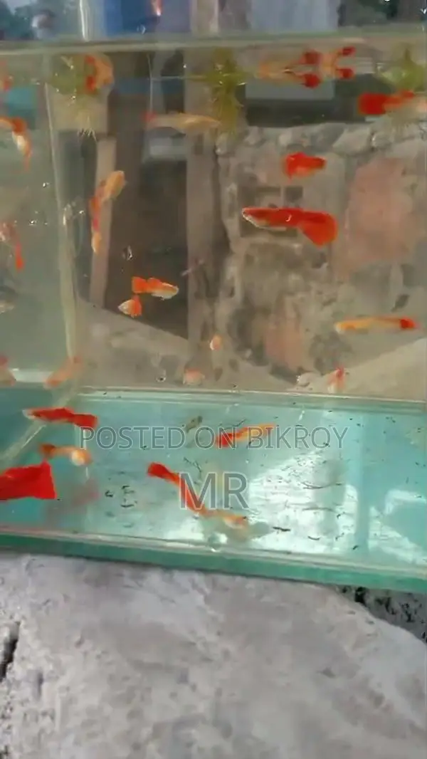 Red Mosko Guppy
