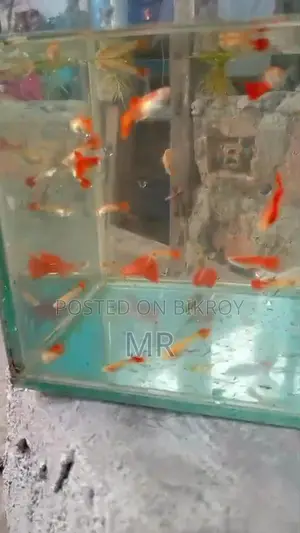 Red Mosko Guppy