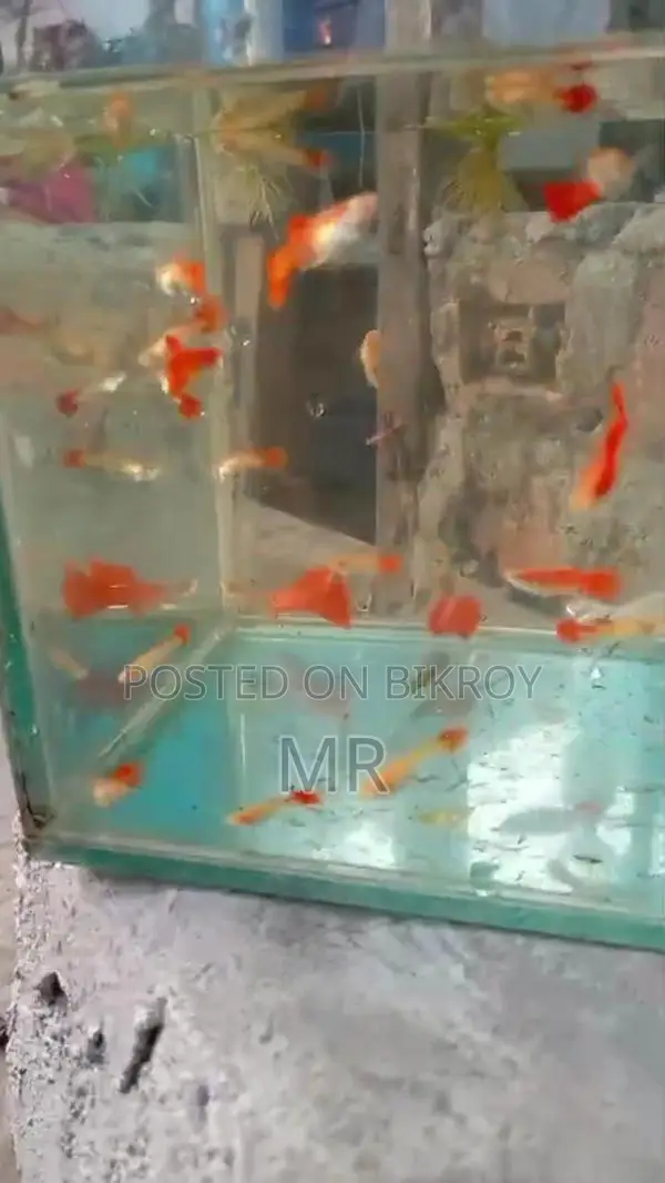 Red Mosko Guppy