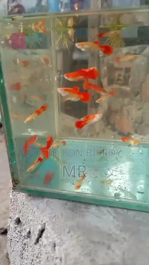 Red Mosko Guppy