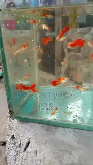 Red Mosko Guppy