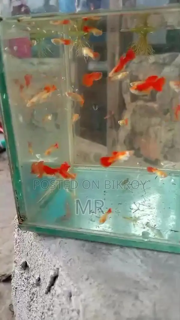 Red Mosko Guppy