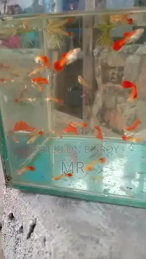 Red Mosko Guppy