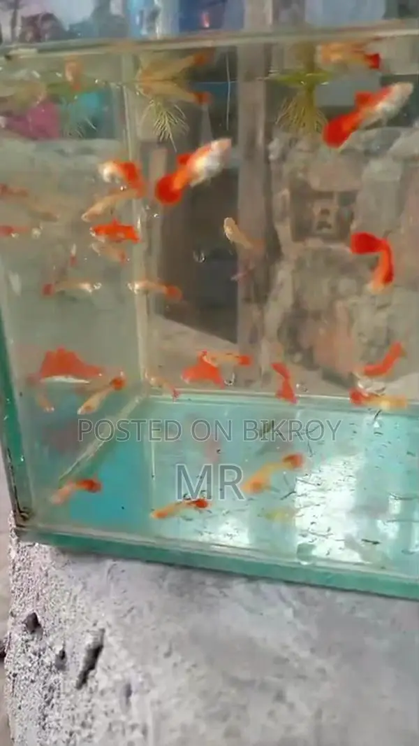 Red Mosko Guppy