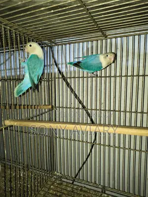 Love bird blue Opaline