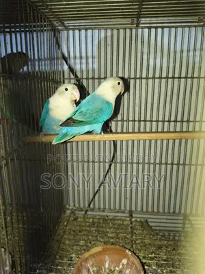 Love bird blue Opaline