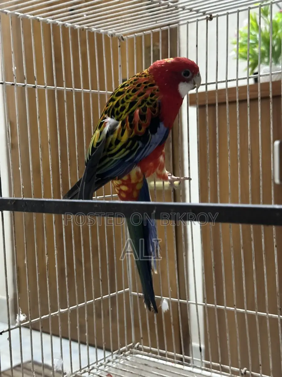 Red Eastern Rosella