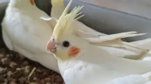 Lutino Red Eye Cockatiel Baby