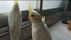 Lutino Red Eye Cockatiel Baby