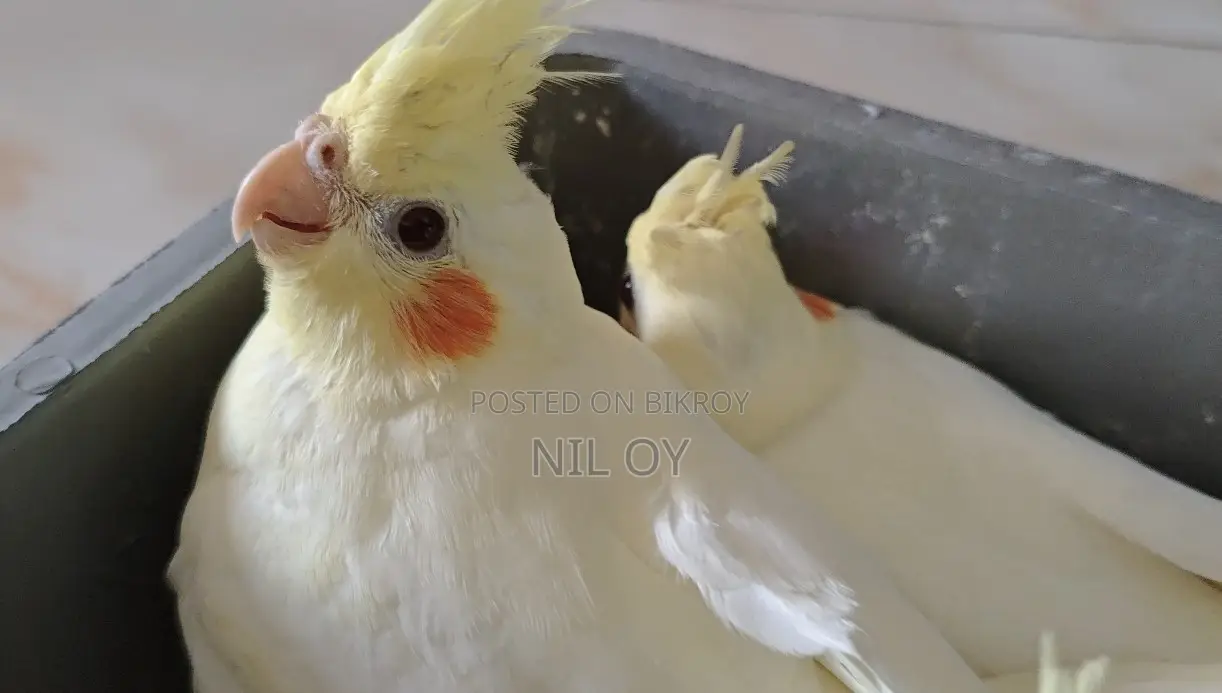Lutino Red Eye Cockatiel Baby