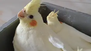 Lutino Red Eye Cockatiel Baby