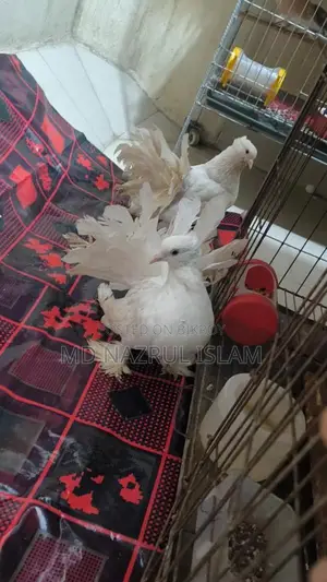 রানিং লক্ষা ময়ুরপঙ্খী কবুতর জোড়া