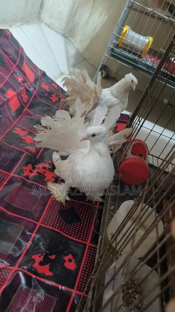 রানিং লক্ষা ময়ুরপঙ্খী কবুতর জোড়া