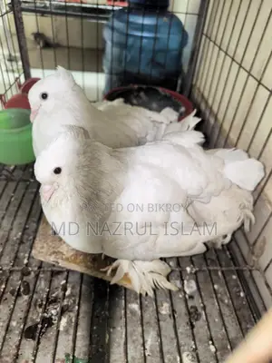 রানিং লক্ষা ময়ুরপঙ্খী কবুতর জোড়া