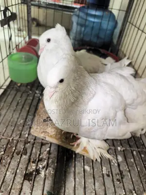 রানিং লক্ষা ময়ুরপঙ্খী কবুতর জোড়া