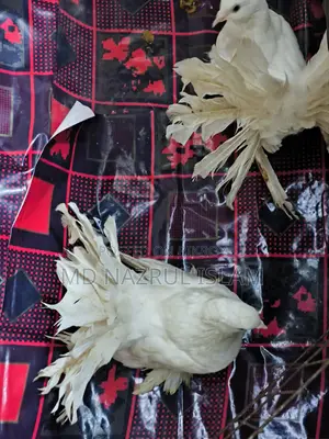 রানিং লক্ষা ময়ুরপঙ্খী কবুতর জোড়া