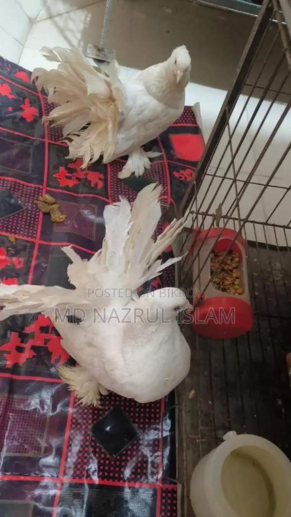 রানিং লক্ষা ময়ুরপঙ্খী কবুতর জোড়া