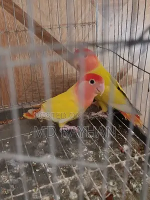 লাভ বার্ড পাখি