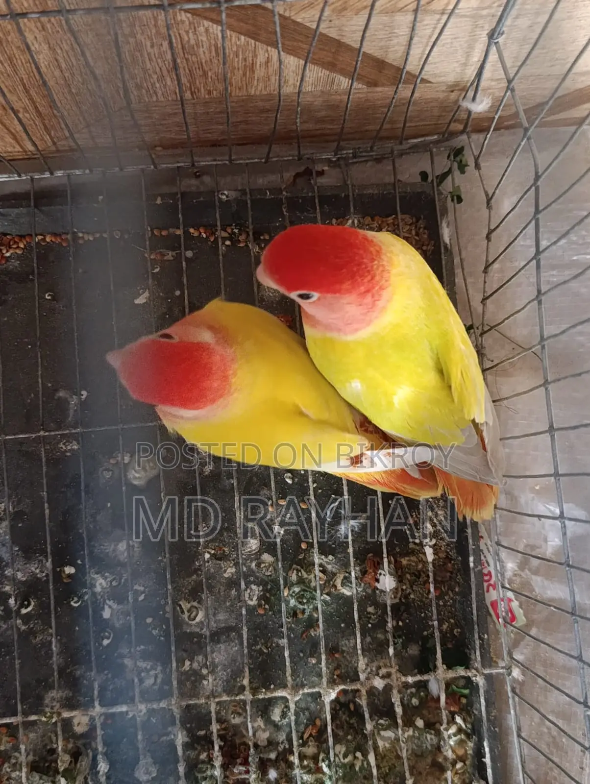 লাভ বার্ড পাখি