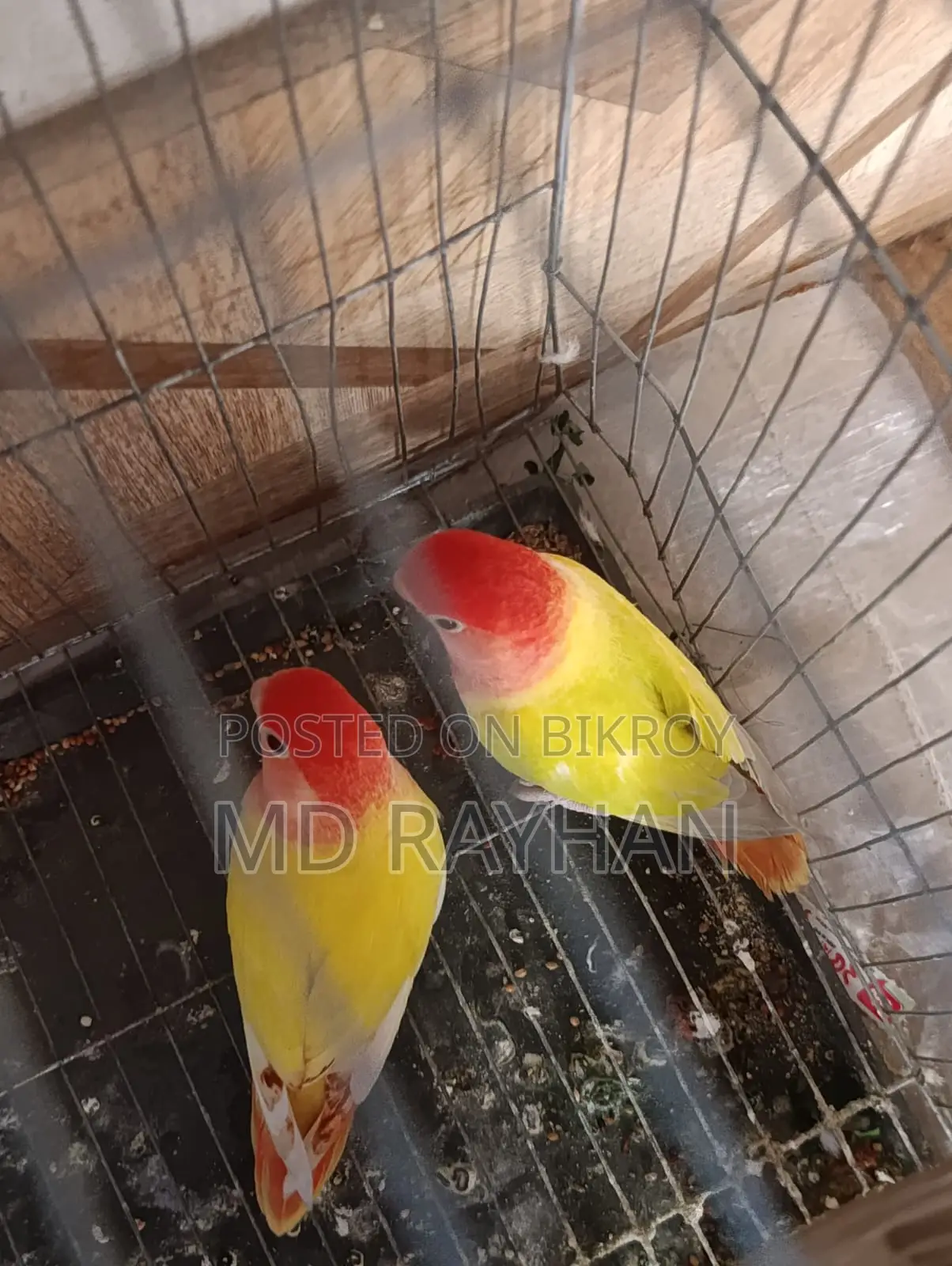 লাভ বার্ড পাখি