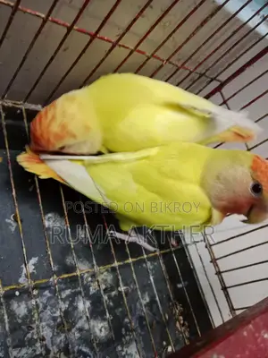 রেড হেড আপালাইন লাভ বার্ড