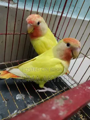 রেড হেড আপালাইন লাভ বার্ড