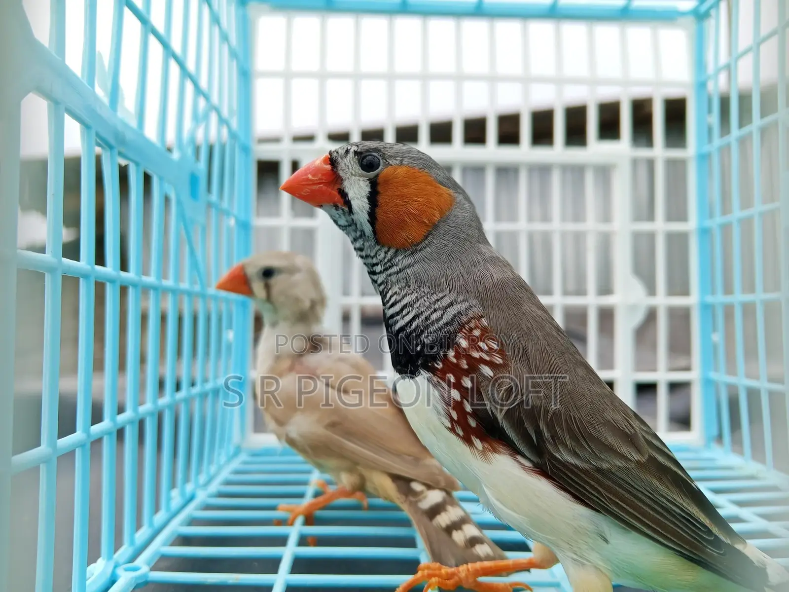 Running Zebra Finch