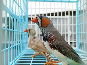 Running Zebra Finch