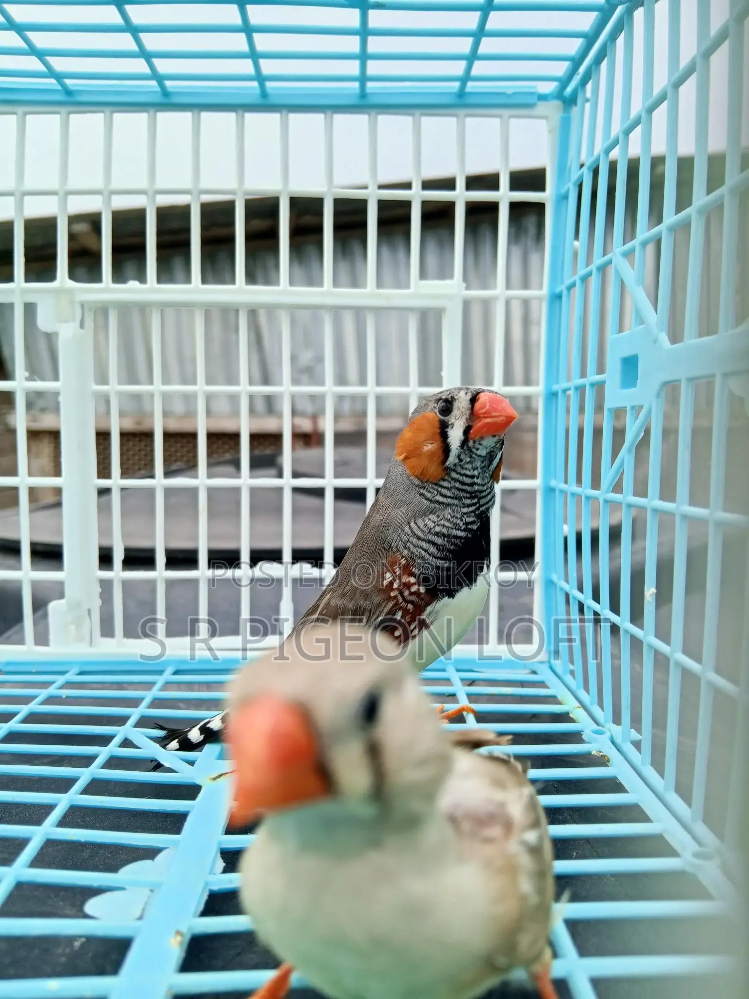 Running Zebra Finch