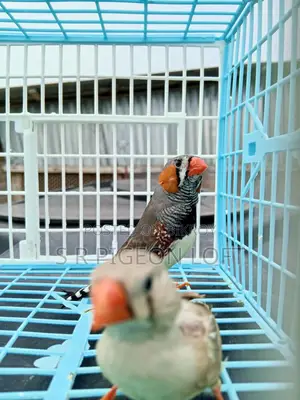 Running Zebra Finch
