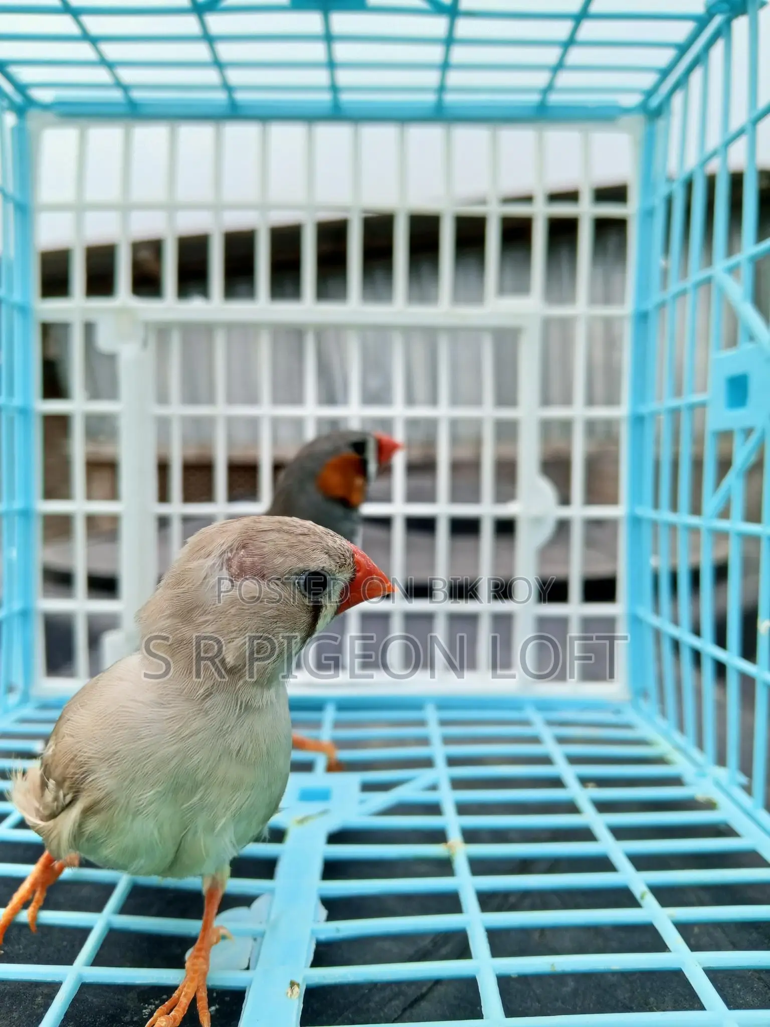Running Zebra Finch