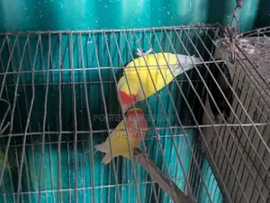 Love Bird