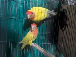 Love Bird