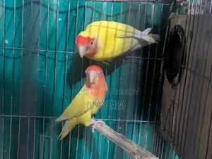 Love Bird