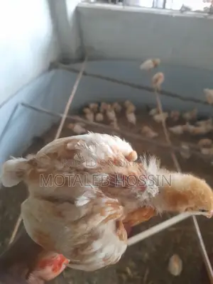 মুরগির বাচ্চা নারিশ কোম্পানির লেয়ার