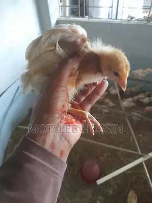 মুরগির বাচ্চা নারিশ কোম্পানির লেয়ার