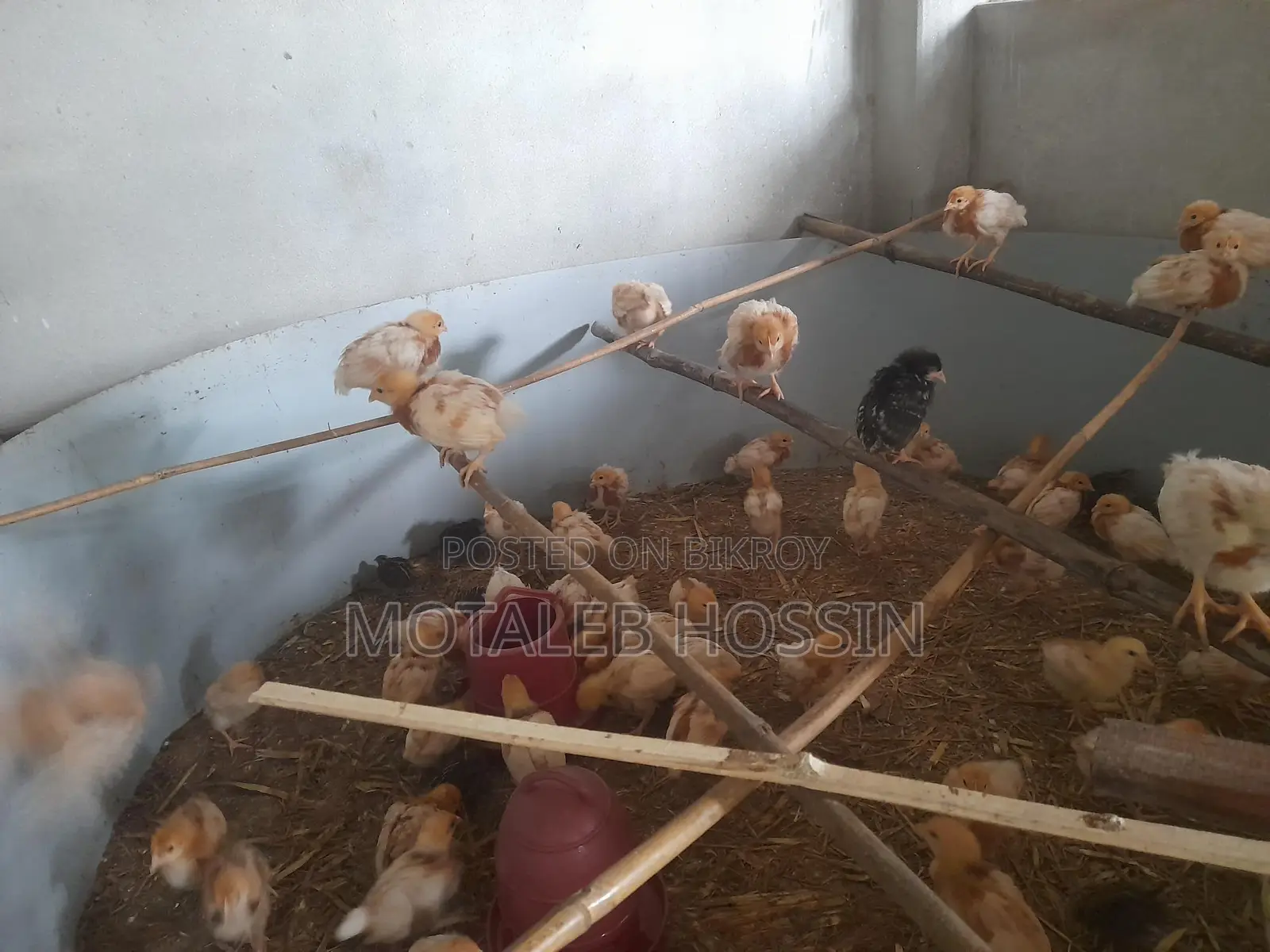 মুরগির বাচ্চা নারিশ কোম্পানির লেয়ার