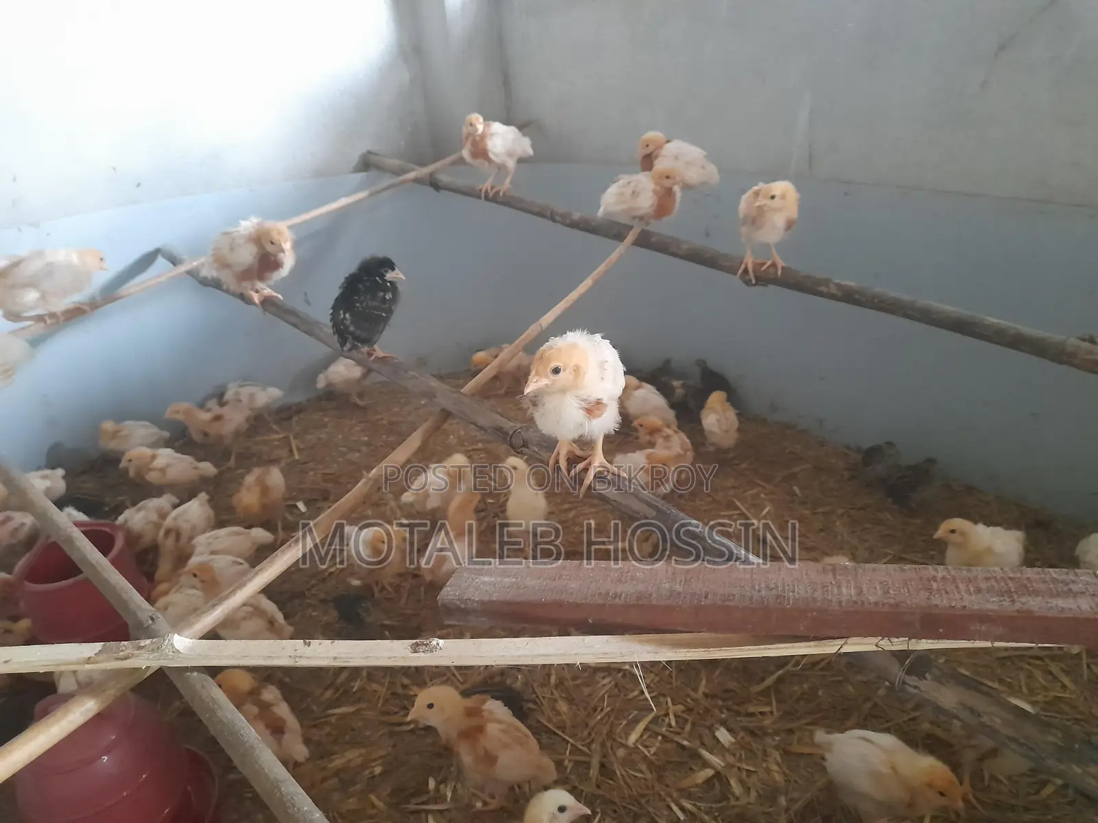 মুরগির বাচ্চা নারিশ কোম্পানির লেয়ার