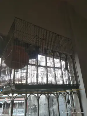 পাখির কাঁচা