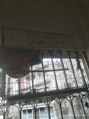 পাখির কাঁচা