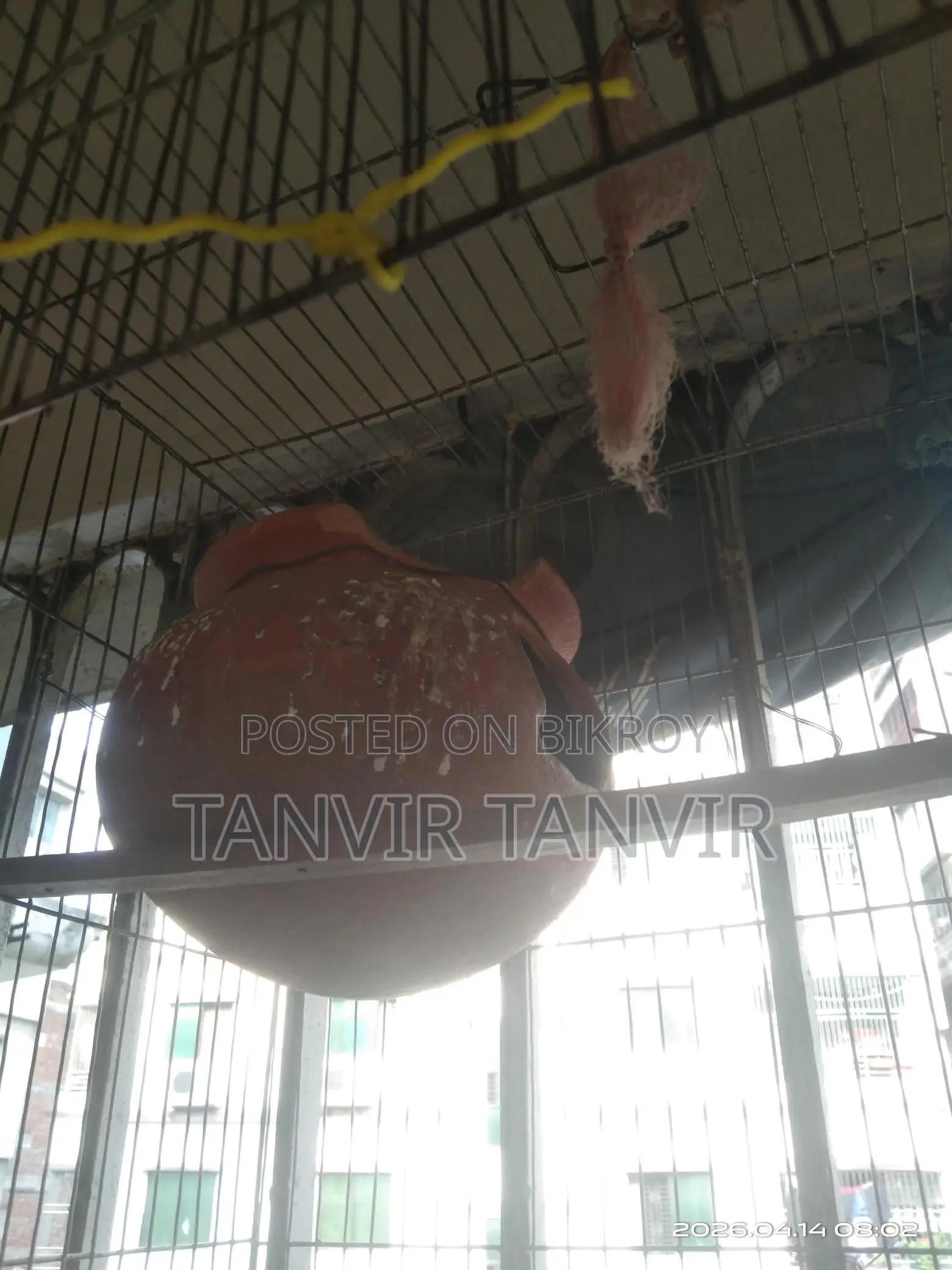 পাখির কাঁচা
