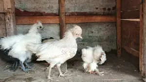 সৌখিন মুরগী