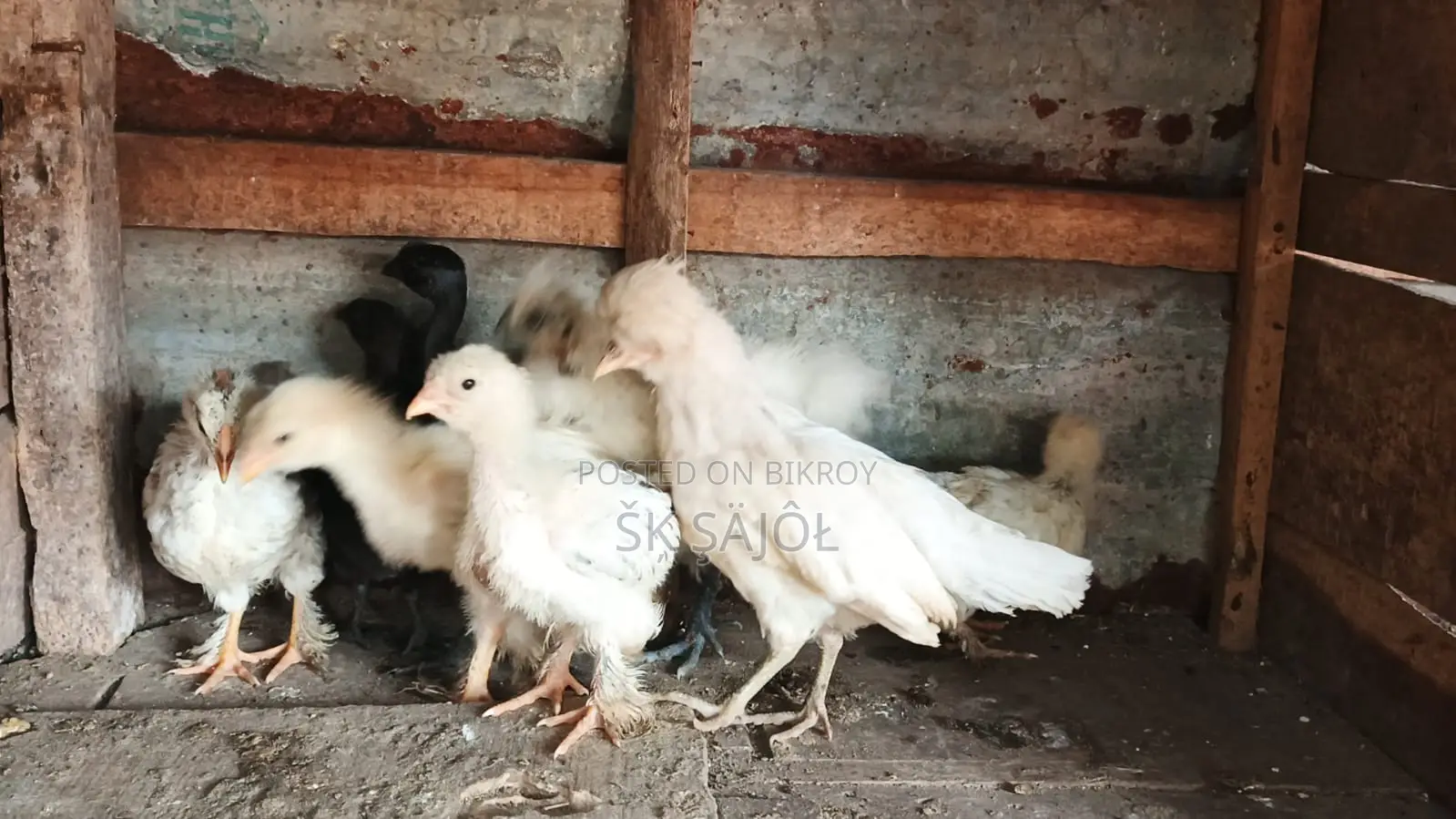 সৌখিন মুরগী