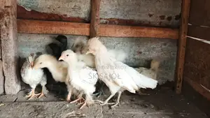 সৌখিন মুরগী